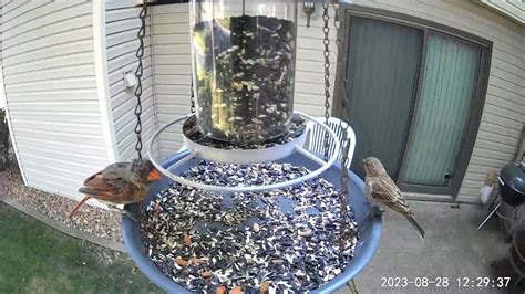 Several House Finches A Moulting Female Northern Cardinal