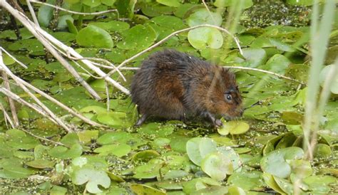 Water Vole Survey Ealing Wildlife Group