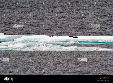 Antarctica - Colony Of Penguins In Natural Habitat - Antarctica ...