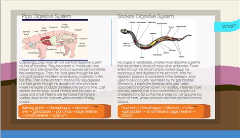 Carol's Biology Blog - After the Lizard Virtual Lab