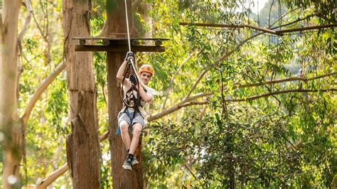 Tree Top Adventure Park Experience Central Coast Adrenaline Adrenaline