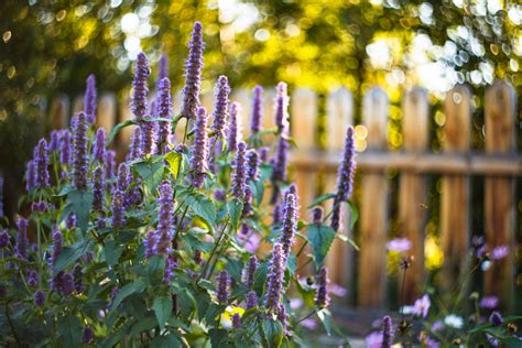 Ako na pestovanie liečivej agastache? - Tipio.sk