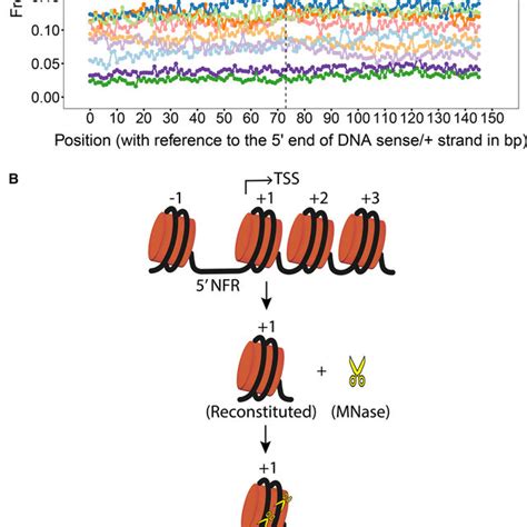 Sequence Dependent Site Exposure In Nucleosome A Mnase Digestion On