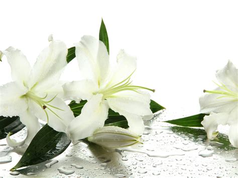 White Lily Wallpapers - 4k, HD White Lily Backgrounds on WallpaperBat