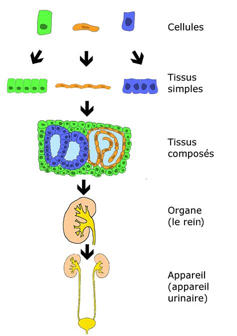 Histologie Définition Et Explications