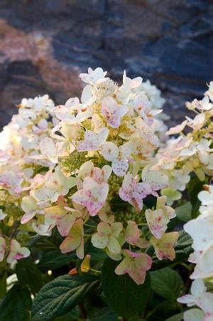 Tickled Pink Hydrangea Sooner Plant Farm