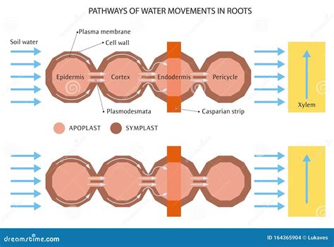 Water movement in roots stock vector. Illustration of parts - 164365904 