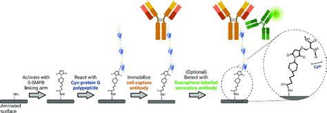 Schematic Representation Of The Antibody Immobilization Process