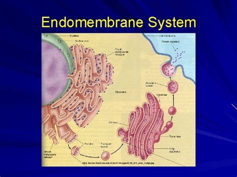 A Tour of the Cell AP Biology Crosby 