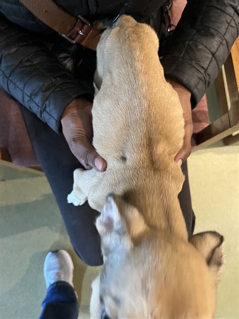 Adorable 10-week-old puppy surrendered to rescue victim of rare