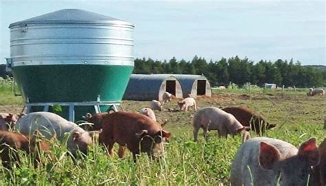 A Hog Feeder Will Save Time And Money