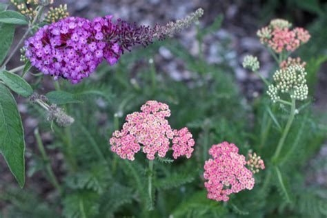 Vw Garden Deer Resistant Perennials For Spokane Zone 5