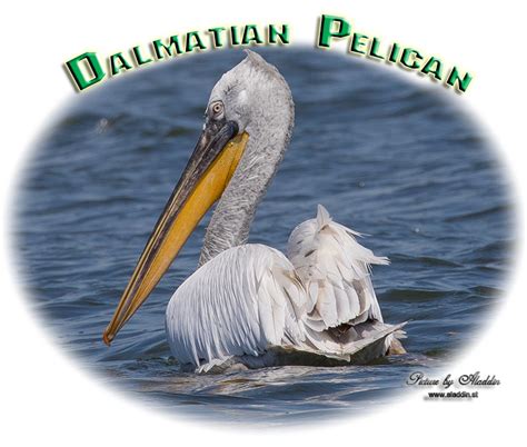 Birding/ Bird watching in Europe - Dalmatian Pelican