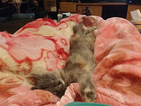 Why Does My Cat Hate Me? | TheCatSite
