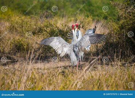 Sarus Crane the Tallest Flying Bird Stock Image - Image of birth ...