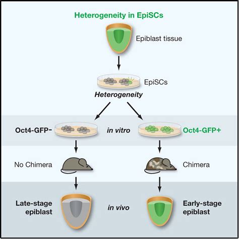 Epiblast Stem Cell Subpopulations Represent Mouse Embryos Of Distinct