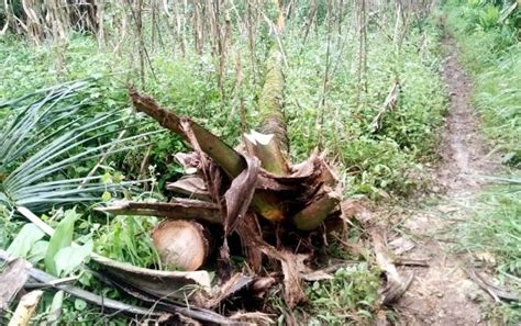 Di Cikembar Pasutri Tertimpa Pohon Kelapa