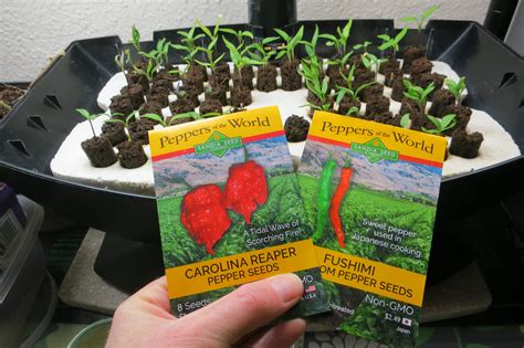 When to Plant Pepper Seeds – Sandia Seed Company