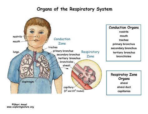 Alveoli Alveoli Ducts Respiratory Bronchioles Respiratory Zone