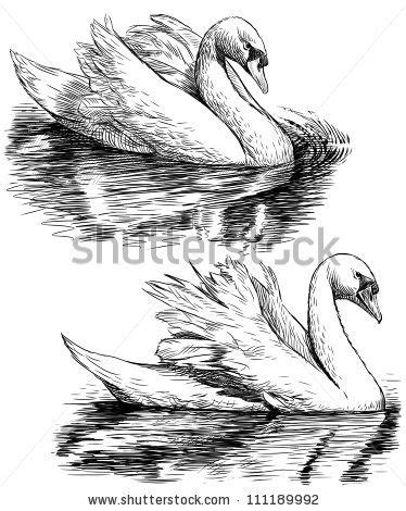 Two Swans Stock Photo 111189992 : Shutterstock | Illustration, Stock ...