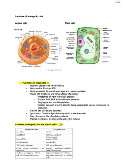 IB Biology HL Key Topics Summary Notes StudyLast