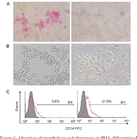 Figure 1 From Rapid Flow Cytometry Based Assay For The Evaluation Of γδ