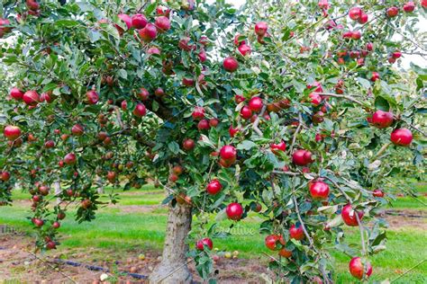 Como fazer um pomar – Artofit