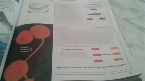 Reproduction For Bacteria Diagram Quizlet