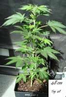 Mr Nice G13 X Hash Plant Sensi Seeds Cannabis Strain Gallery