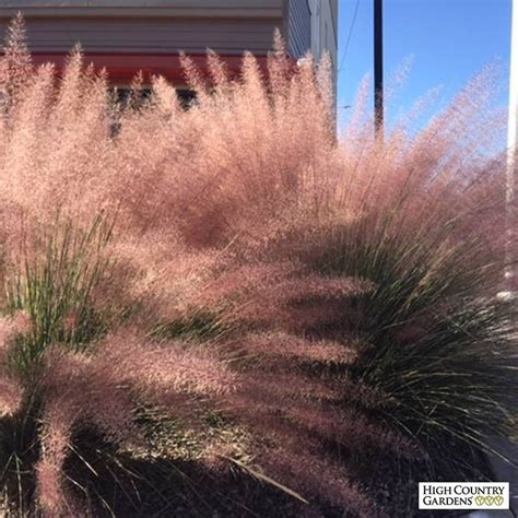 Pink Flamingo Muhly Grass High Country Gardens Ornamental Grasses