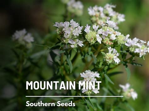 Mountain Mint 100 Seeds Heirloom Herb Adds a Minty Twist to Culinary ...