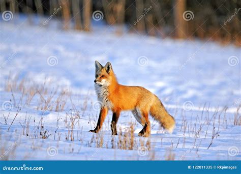 Red Fox in Prime Winter Coat Hunting in Snowy Field on Late Winter Day ...