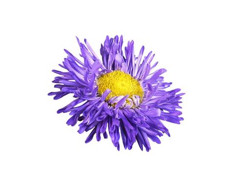 Purple Aster Flower Isolated Stock Photo - Image of botanical, violet ...