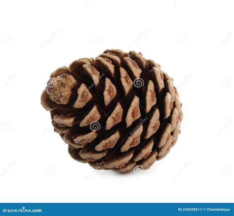 Beautiful Dry Pine Cone Isolated On White Stock Image Image Of