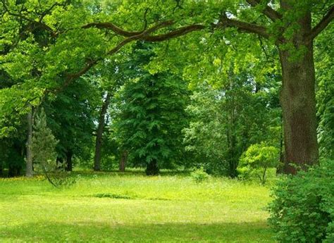 Grass And Trees Background Stock Photos, Images and Backgrounds for ...