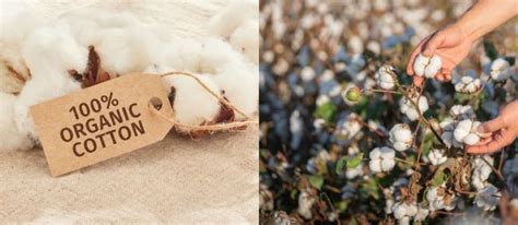 organic cotton  conventional cotton  clothing