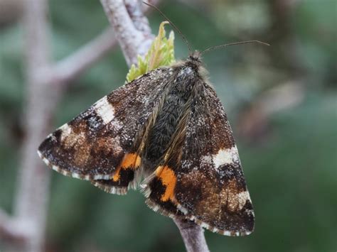 Orange Underwing Moth– Identification, Life Cycle, Facts & Pictures