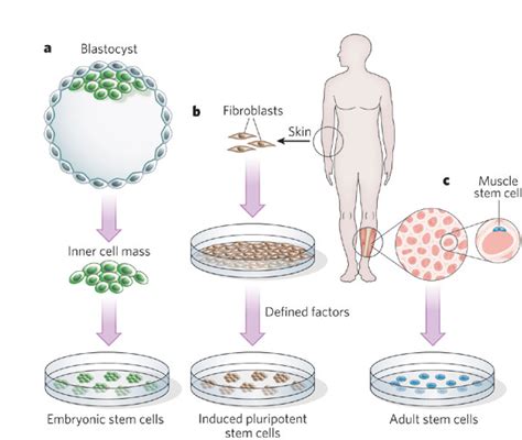 Cell Culture