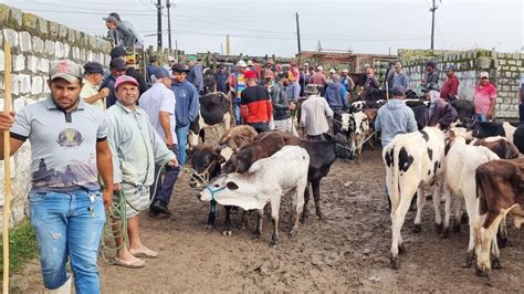 Direto Da Feira Do Gado Em Capoeiras Pe Nordeste Youtube