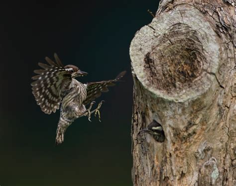 Sunda Pygmy Woodpecker The Chick Can Be Seen Waiting Insid Flickr