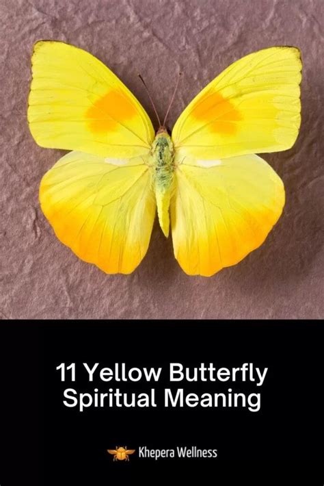 Yellow Butterfly Spiritual Meaning And Symbolism In Yellow