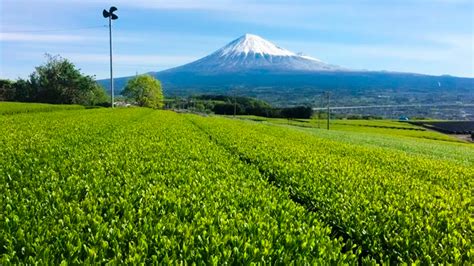 Shizuoka Shizuoka Tea Tasting At The Foot Of Mt Fuji Premium