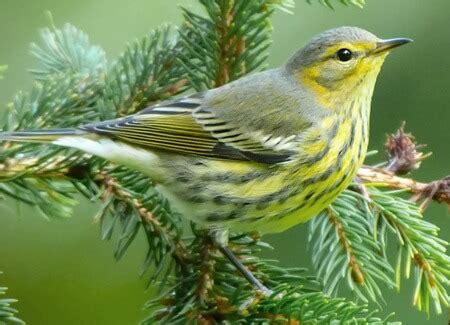 Boreal Breeder: Cape May Warbler