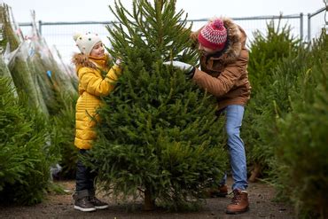 Christmas Tree Shopping Guide Hanleys Of Cork