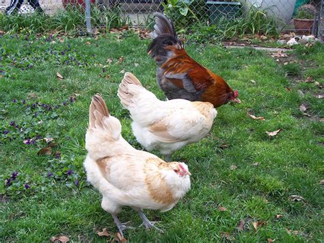 Prp Blue Wheaten Ameraucana Rooster And Hen 1 Wheaten Hen Paul S Rare Poultry Pinterest