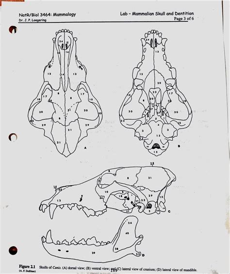 Mammal Skull Diagram Quizlet