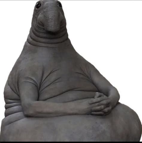 Shad? : r/Shad