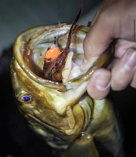 5 Reasons Why You Should Target Calico Bass Flylords Mag