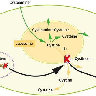 Intracellular Cystine Metabolism Cystine Normally Leaves The Lysosome