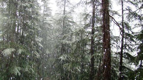 Mild snowfall in higher reaches, Shimla receives season’s first snowfall - The News Himachal